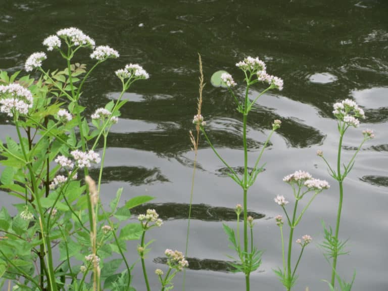 Valériane (Valeriana)