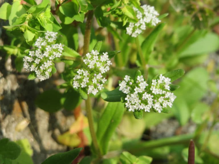 Valerianella (Valerianella)