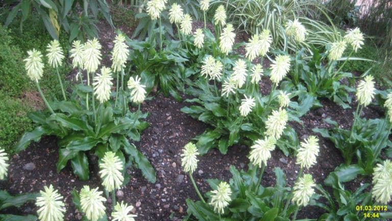 Veltheimia (Veltheimia)