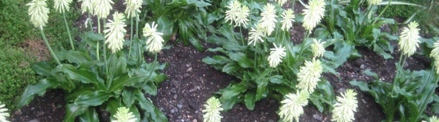 Veltheimia