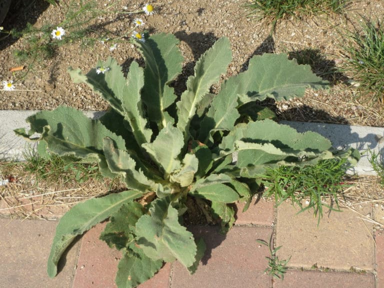 Molène (Verbascum)