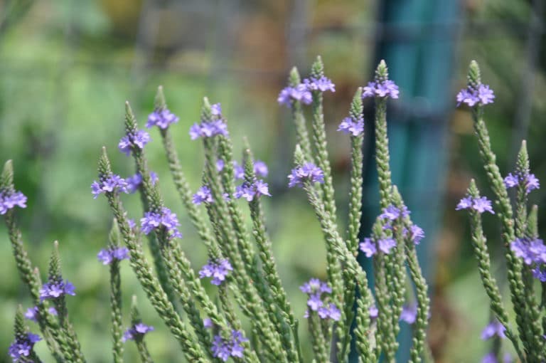 Veronicastrum (Veronicastrum)