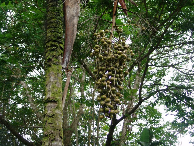Verschaffeltia (Verschaffeltia)