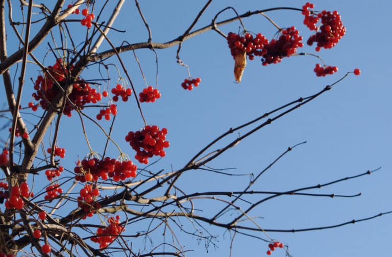 Viorne (Viburnum)
