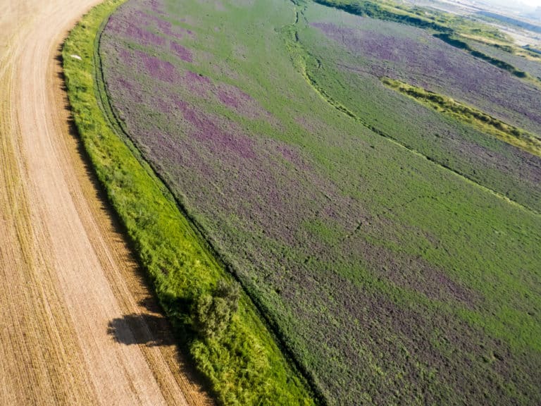Vesce (Vicia)