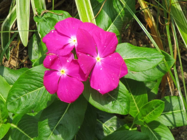 Pervenche (Vinca)