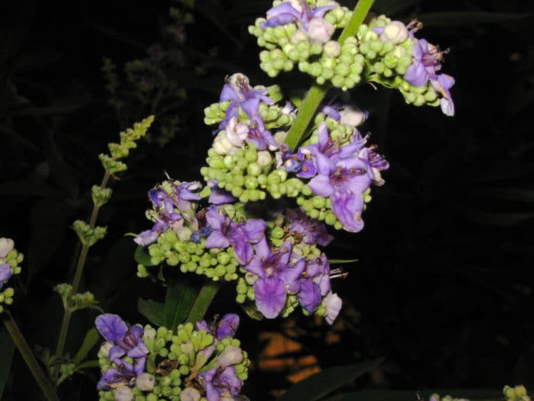 Vitex (Vitex)