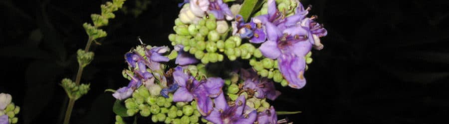 Vitex