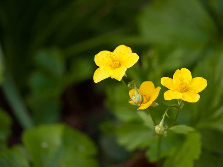 Waldsteinia (Waldsteinia)