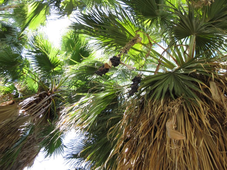 Washingtonia (Washingtonia)