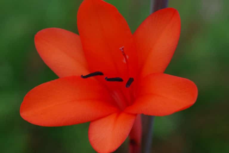 Watsonia (Watsonia)