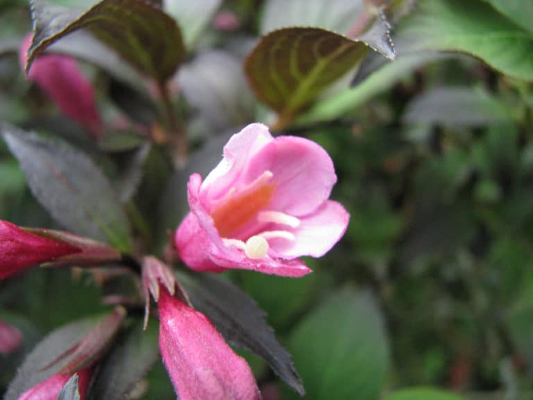Weigélia (Weigela)