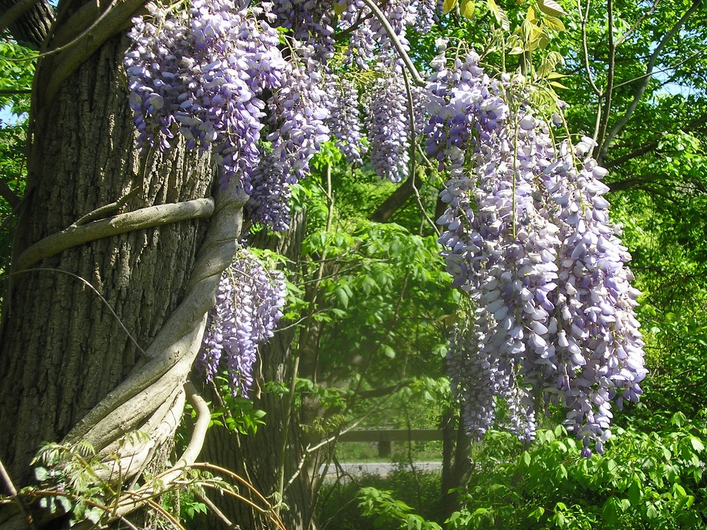 Glycine (Wisteria)
