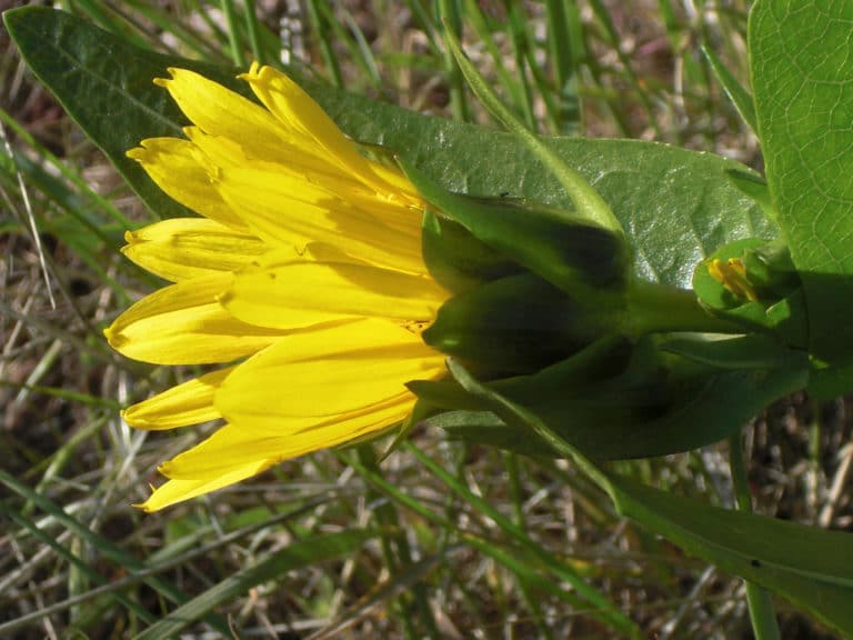 Wyethia (Wyethia)