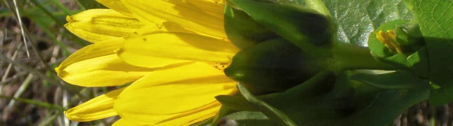 Wyethia