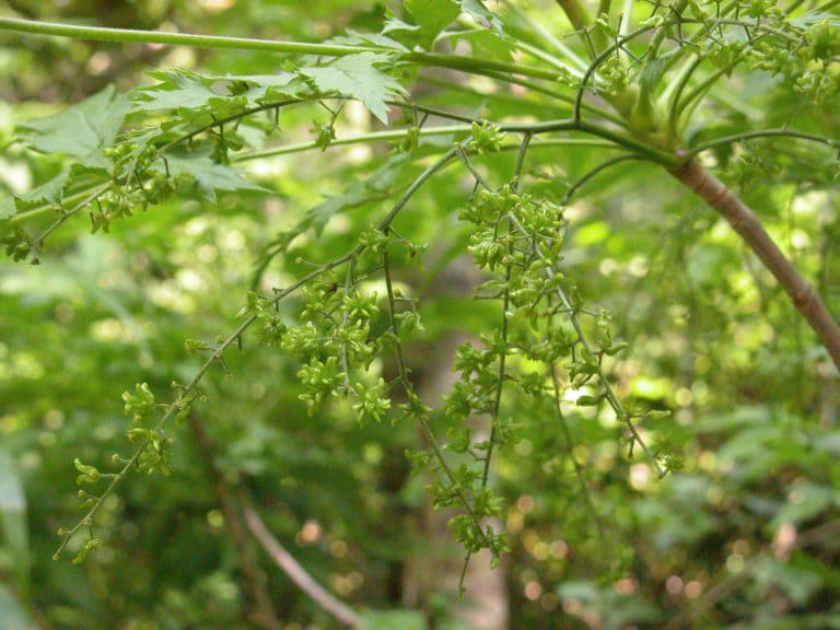 Xanthorhiza (Xanthorhiza)