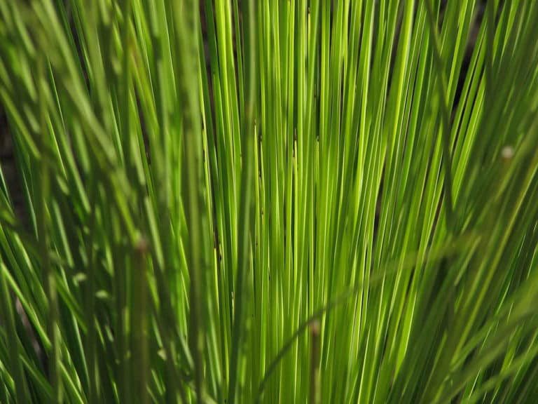 Xanthorrhoea (Xanthorrhoea)