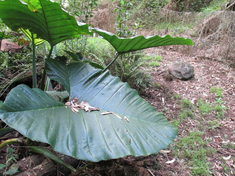 Malanga (Xanthosoma)