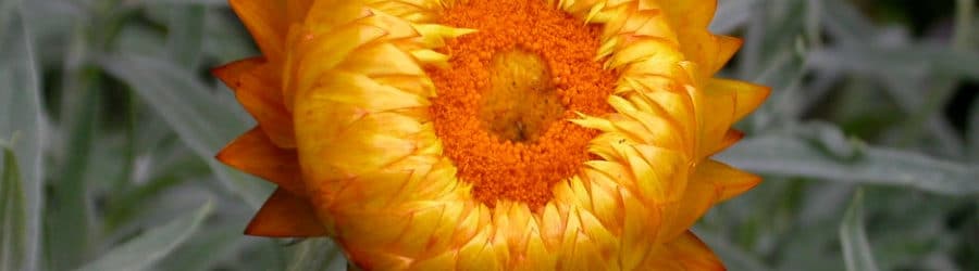 Xerochrysum