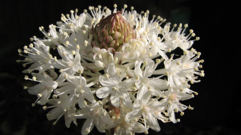 Xerophyllum (Xerophyllum)