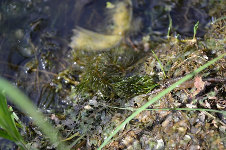 Zannichellia (Zannichellia)