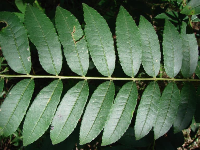 Zanthoxylum (Zanthoxylum)