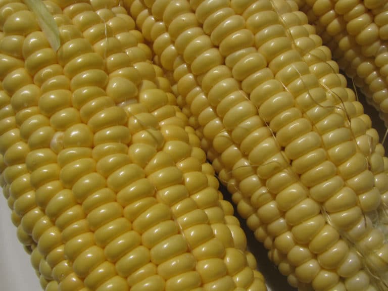 Téosintes (Zea)