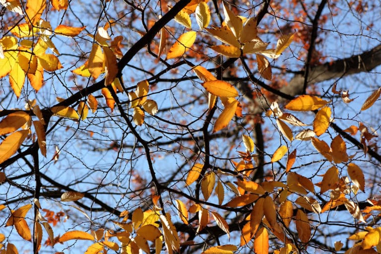 Zelkova (Zelkova)