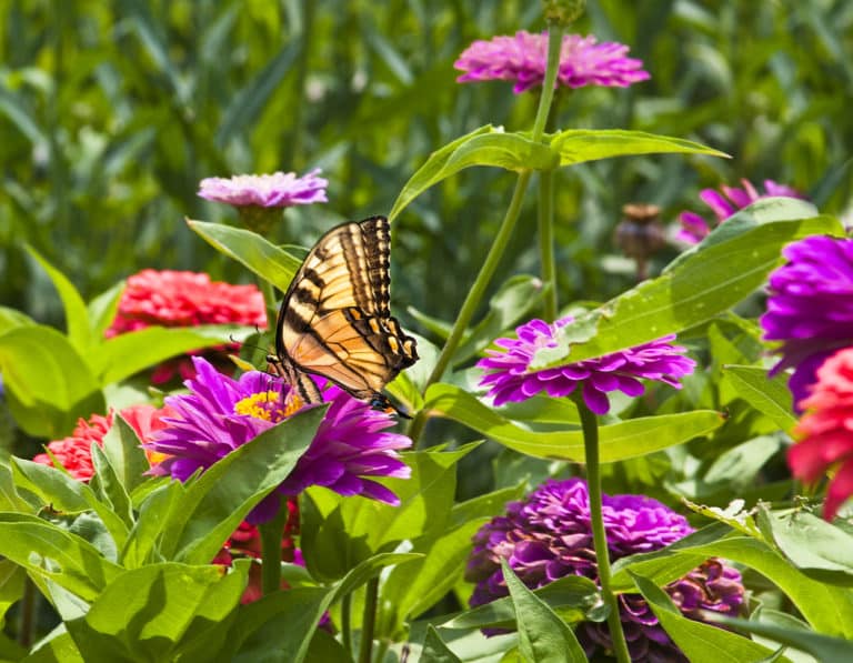 Zinnia (Zinnia)