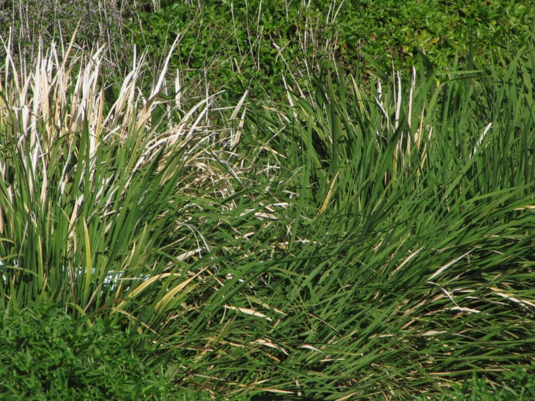 Zizanie (Zizania)