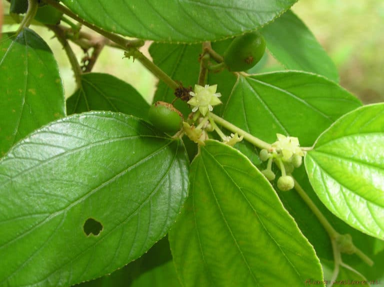 Jujubier (Ziziphus)