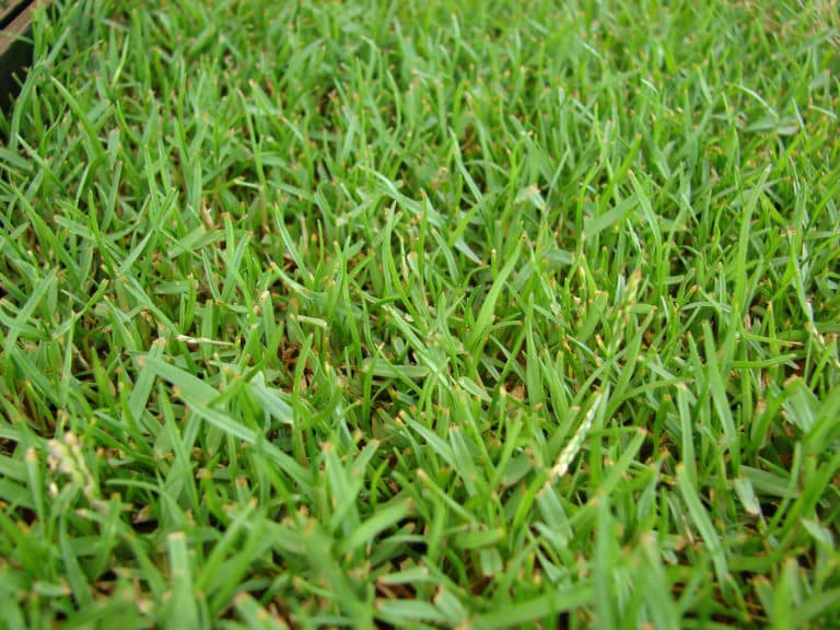 Zoysia (Zoysia)