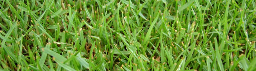 Zoysia