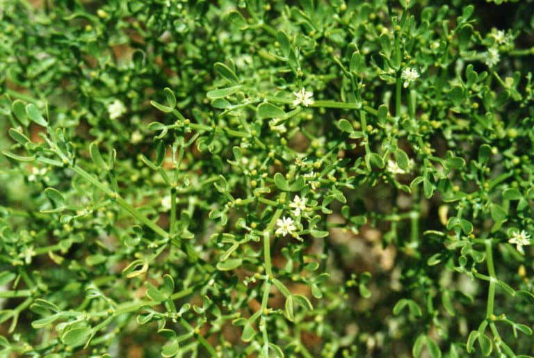 Zygophyllum (Zygophyllum)