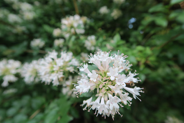 Abelia chinensis