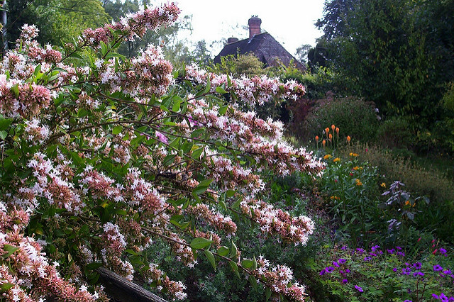 Abelia chinensis
