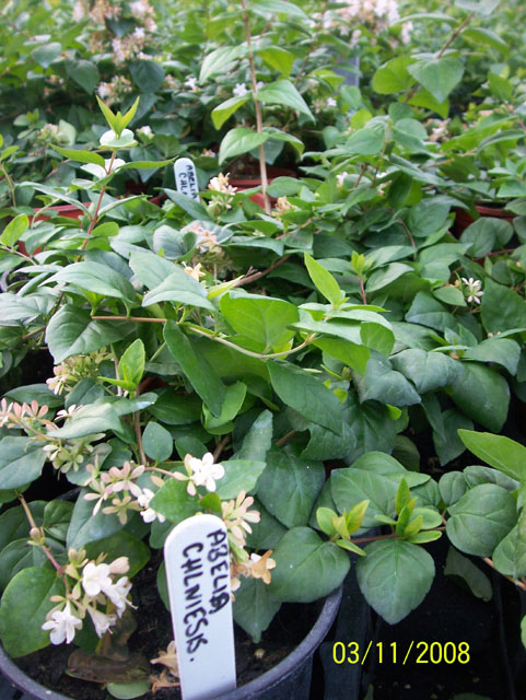 Abelia chinensis