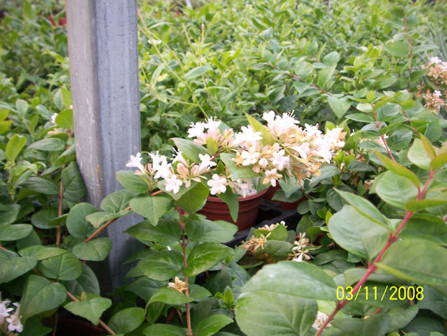 Abelia chinensis