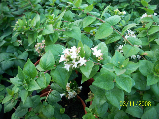 Abelia chinensis