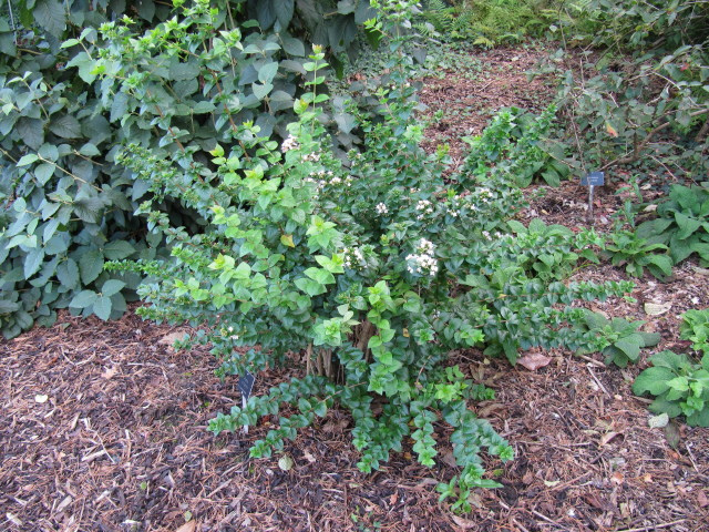 Abelia chinensis