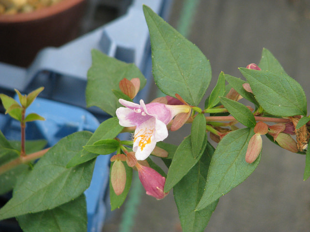 Abélia (Abelia engleriana)