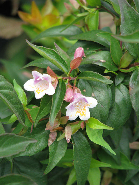 Abélia