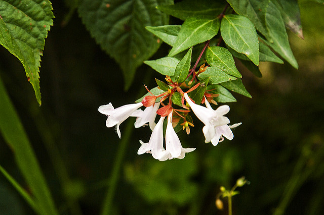 Abelia mosanensis