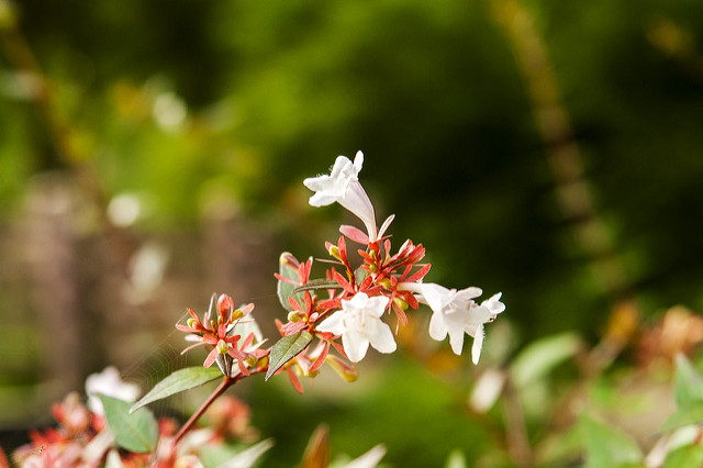 Abelia mosanensis