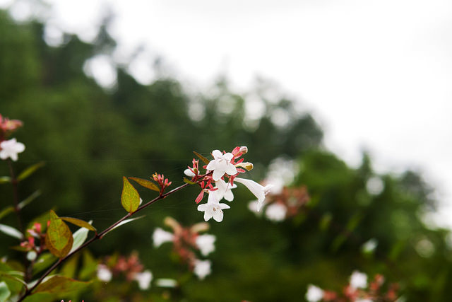 Abelia mosanensis