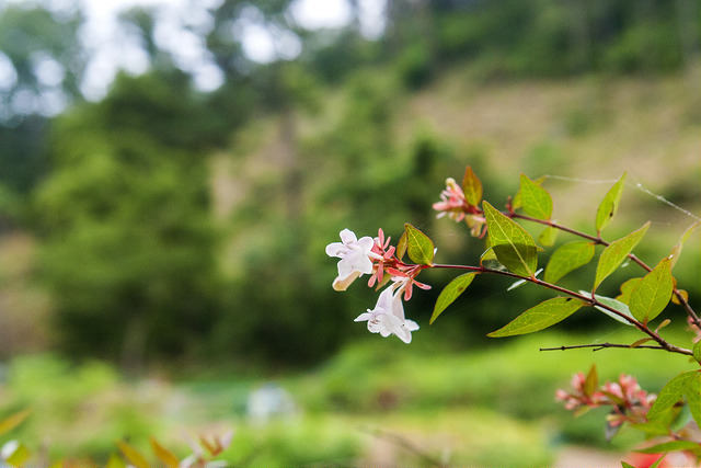 Abelia mosanensis