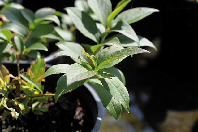 Abelia mosanensis