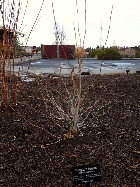 Abelia mosanensis