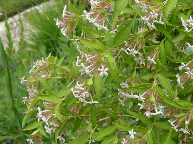 Abelia triflora