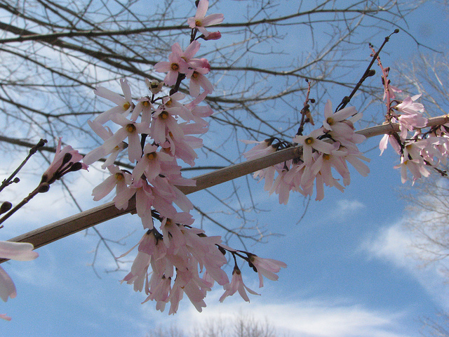 Forsythia blanc de corée (Abeliophyllum distichum)